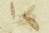 Fossil Insect (Fly and Snout Beetle) Plate - Utah #360232-1